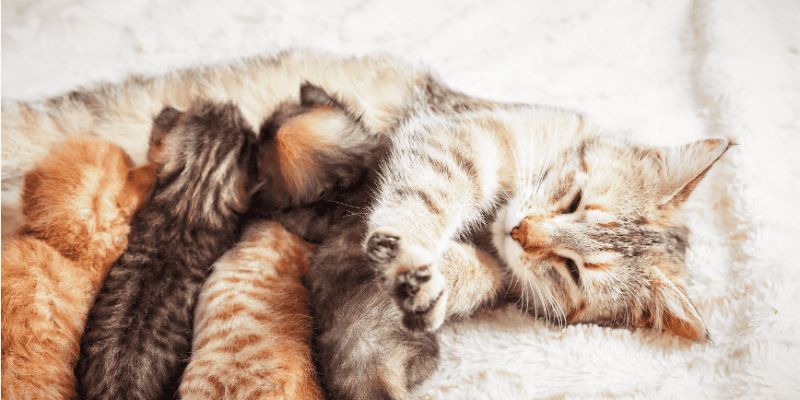 Các yếu tố cần lưu ý khi mơ thấy mèo đẻ trong nhà