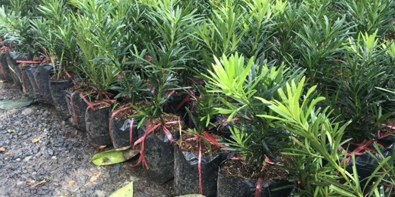 Cây Tùng Và Ý Nghĩa Trong Phong Thủy