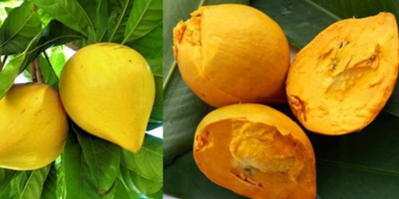 Cây trứng gà – Biểu tượng và các yếu tố phong thủy về cây