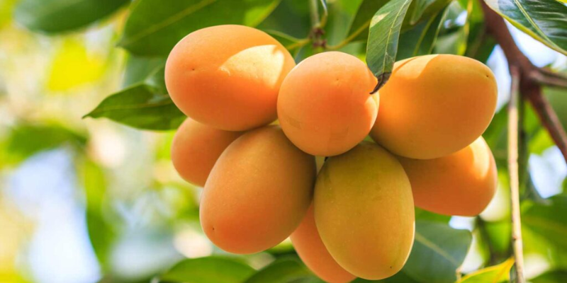 Giải mã giấc mơ thấy cây xoài đầy trái theo từng bối cảnh