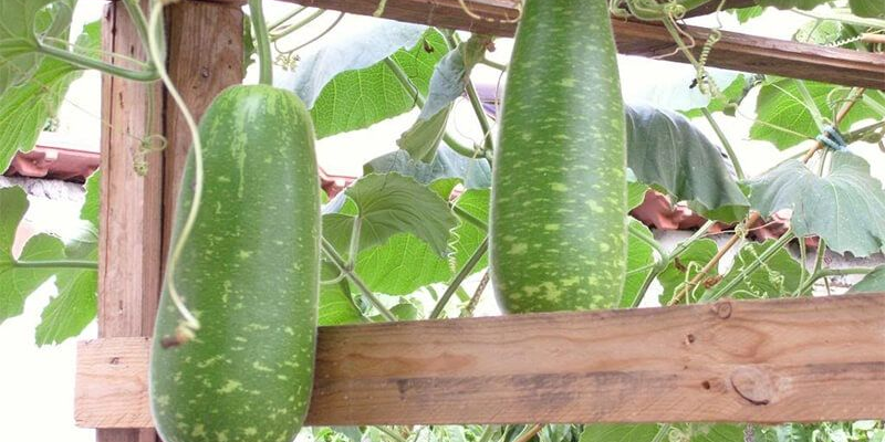 Những yếu tố tâm lý ẩn sau giấc mơ