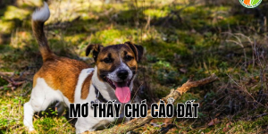 mơ thấy chó cào đất