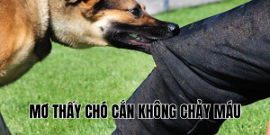 mơ thấy chó cắn không chảy máu
