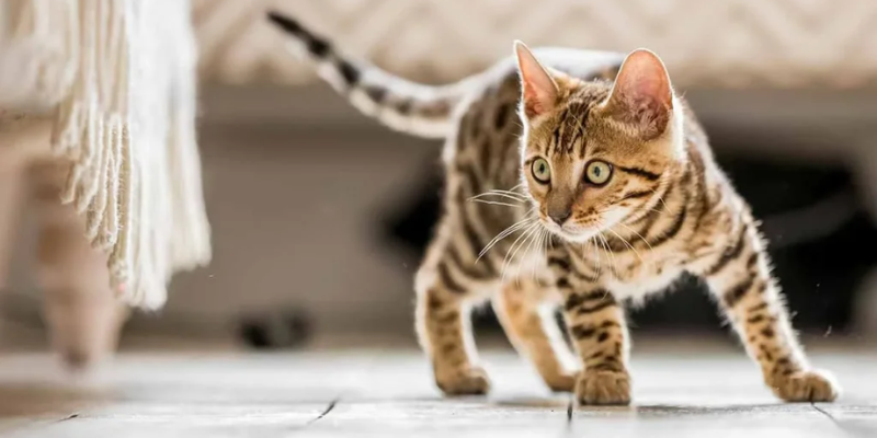 Ý nghĩa chung của việc mơ thấy mèo biết nói