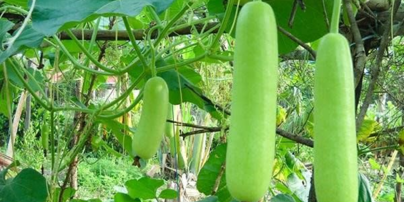 Ý nghĩa chung khi mơ thấy cây bầu ra trái