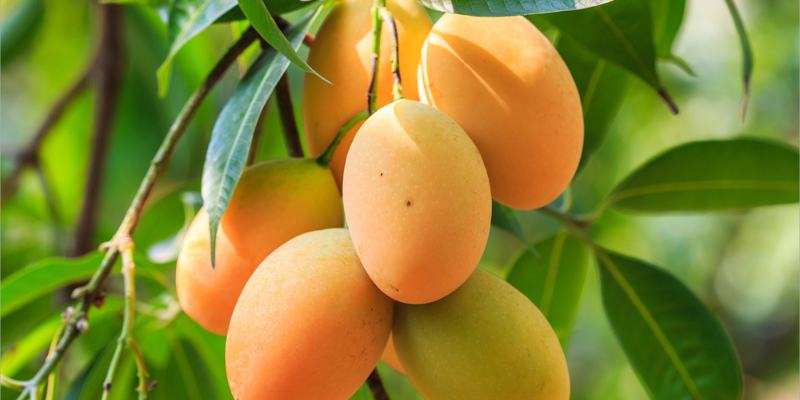 Ý nghĩa chung khi mơ thấy cây xoài đầy trái