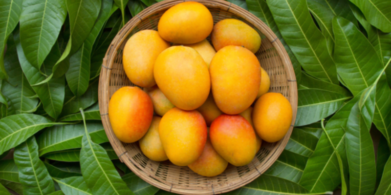 Ý nghĩa phong thủy của cây xoài