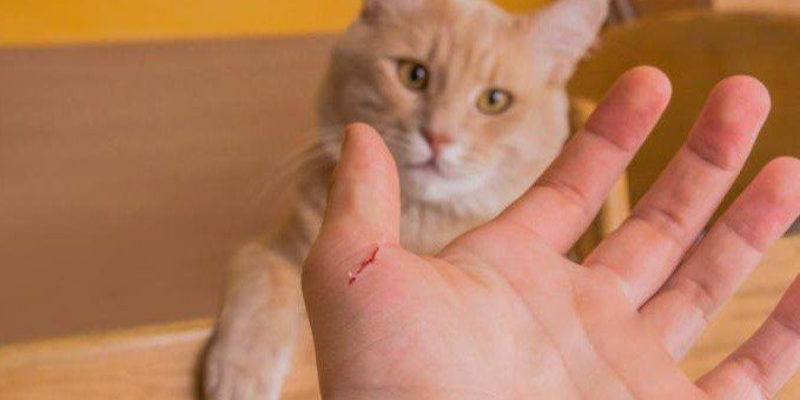 Ý nghĩa tâm linh của việc mơ thấy mèo bị chảy máu