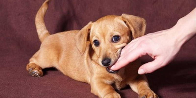 Ý nghĩa tổng quan của giấc mơ thấy chó cắn không chảy máu