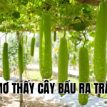 mơ thấy cây bầu ra trái