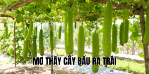 mơ thấy cây bầu ra trái