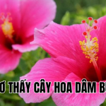 mơ thấy cây hoa dâm bụt