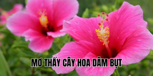 mơ thấy cây hoa dâm bụt