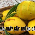 mơ thấy cây trứng gà