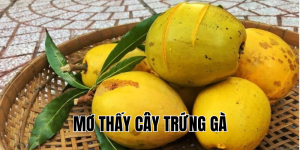 mơ thấy cây trứng gà