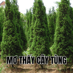 mơ thấy cây tùng