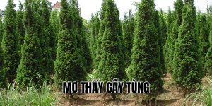 mơ thấy cây tùng