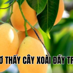 mơ thấy cây xoài đầy trái