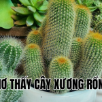 mơ thấy cây xương rồng