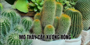 mơ thấy cây xương rồng