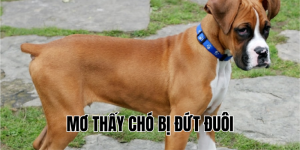 mơ thấy chó bị đứt đuôi