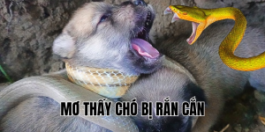mơ thấy chó bị rắn cắn