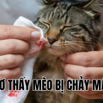 mơ thấy mèo bị chảy máu
