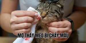 mơ thấy mèo bị chảy máu