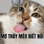 mơ thấy mèo biết nói