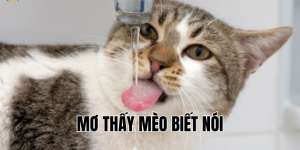 mơ thấy mèo biết nói