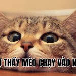 mơ thấy mèo chạy vào nhà