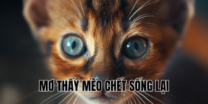 mơ thấy mèo chết sống lại