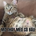 mơ thấy mèo có bầu