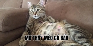 mơ thấy mèo có bầu