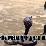 mơ thấy mèo đánh nhau với rắn