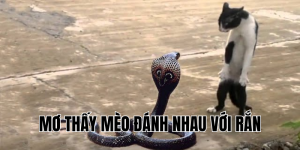 mơ thấy mèo đánh nhau với rắn