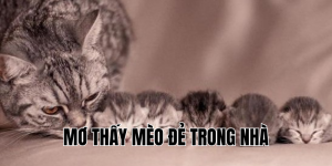 mơ thấy mèo đẻ trong nhà