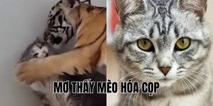 mơ thấy mèo hóa cọp